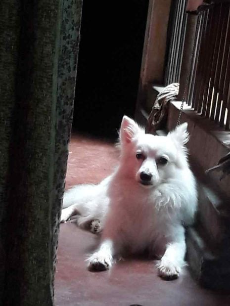 Pomeranian Dogs For Mating In Hyderabad