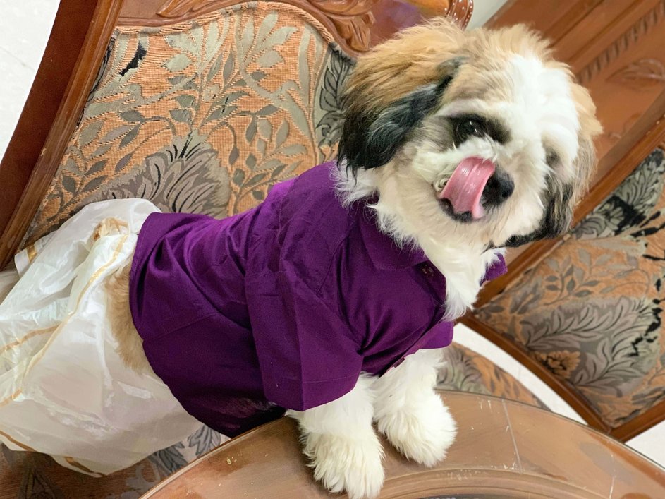 Shih Tzu Dogs For Mating In Chandigarh