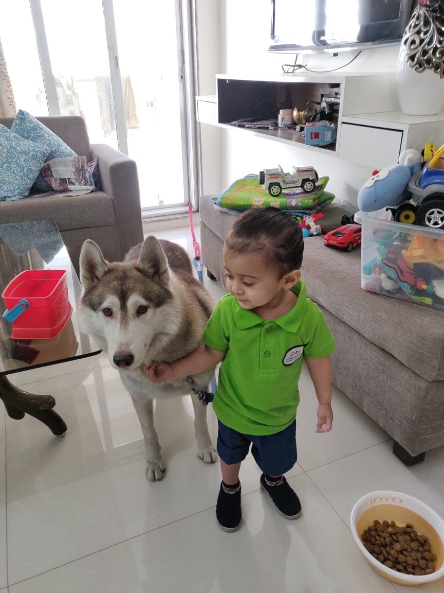 Siberian Husky Dogs For Mating In Hoshiarpur