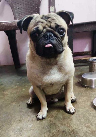 Pug Dogs For Mating In Hyderabad