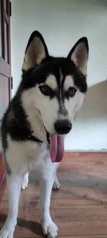 Siberian Husky Dogs For Mating In Hoshiarpur