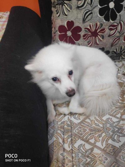 Pomeranian Dogs For Mating In Bangalore