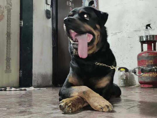 Rottweiler Dogs For Mating In Mandi HP