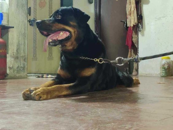 Rottweiler Dogs For Mating In Mandi HP