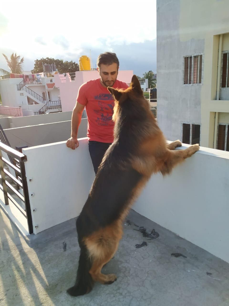 German Shepherd Dogs For Mating In Madurai