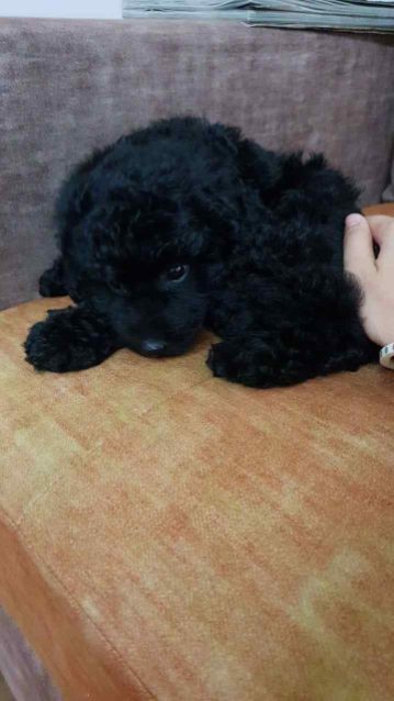 Mr n Mrs Pet
