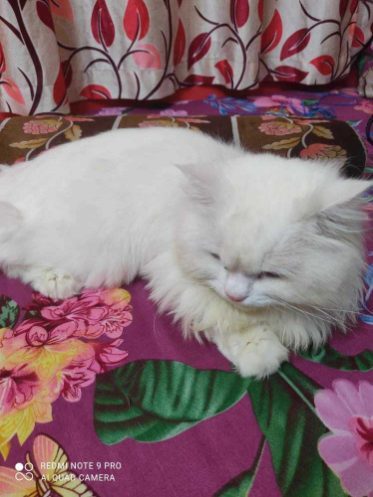 Persian Dogs For Mating In Mandya