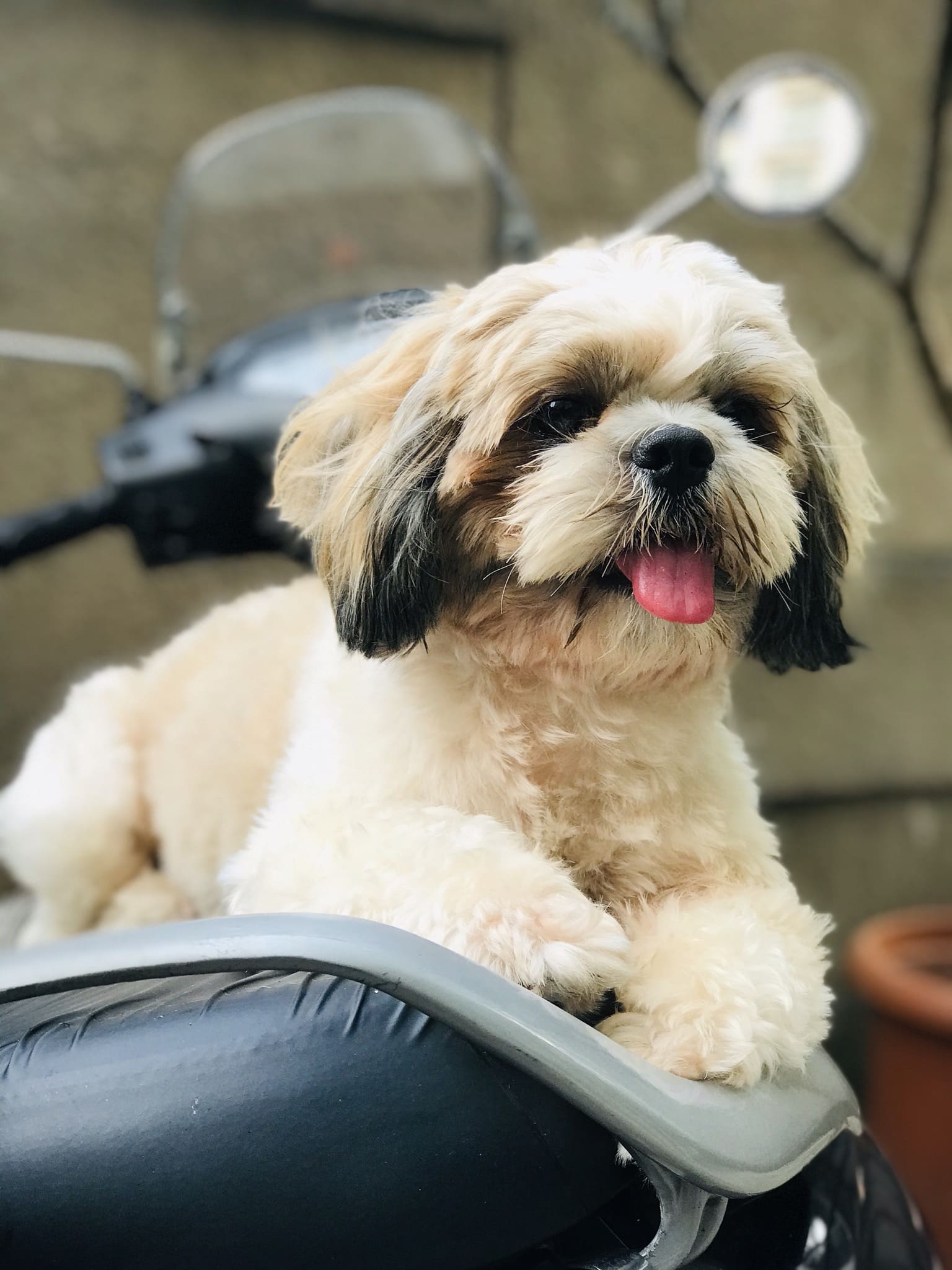 Shih Tzu Dogs for Stud Charges in Mumbai Mr n Mrs Pet
