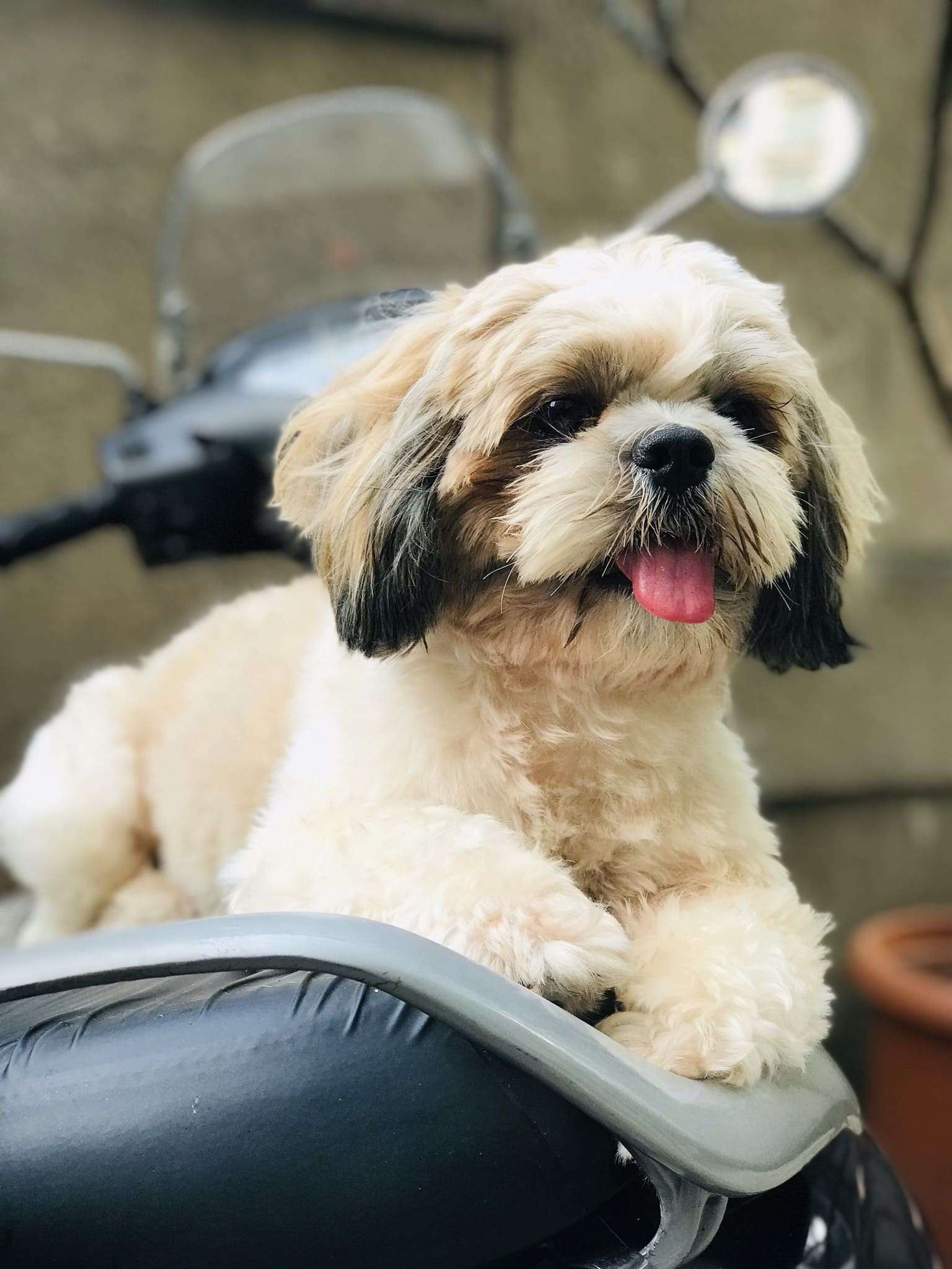 Shih Tzu Dogs For Mating In Hyderabad