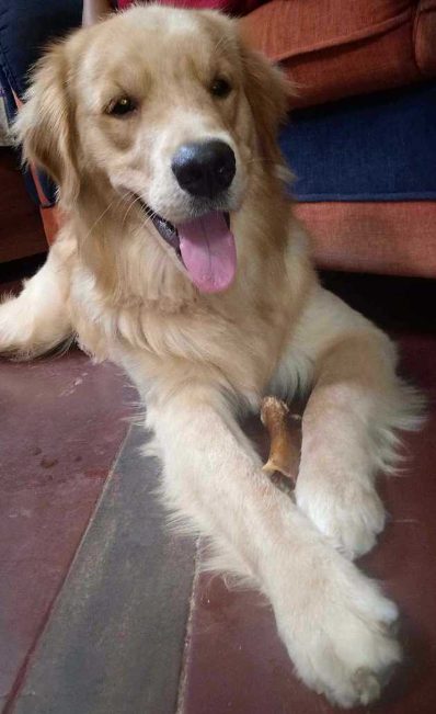 Golden Retriever Dogs For Mating In Gurgaon