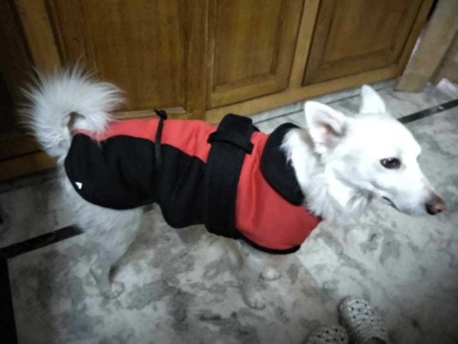 Pomeranian Dogs For Mating In Kochi