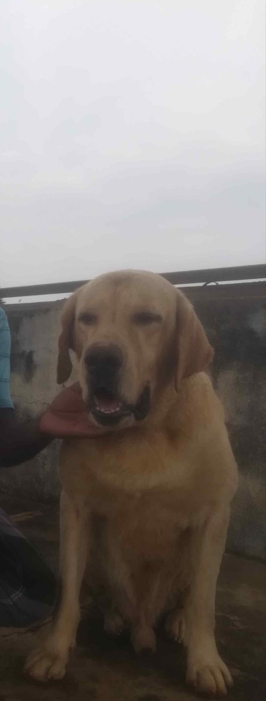 Labrador Retriever Dogs For Mating In Dehradun