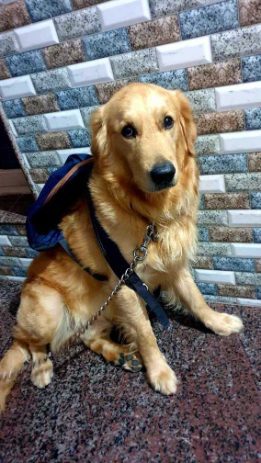 Golden Retriever Dogs For Mating In Gurgaon