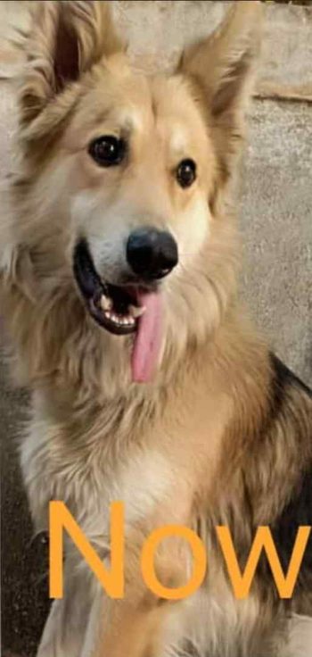 German Shepherd Dogs For Mating In Pune