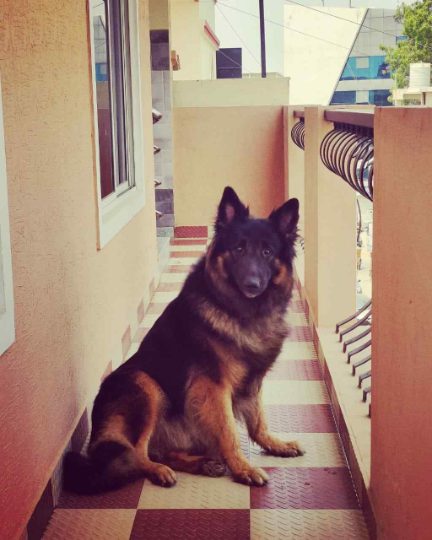 German Shepherd Dogs For Mating In Madurai