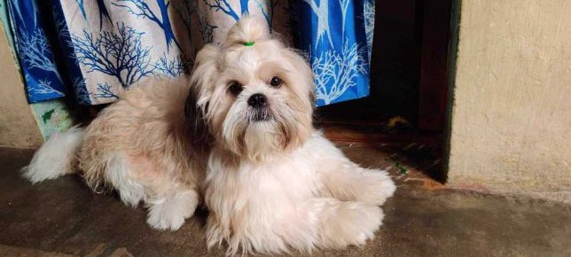 Shih Tzu Dogs For Mating In Chennai