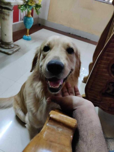 Golden Retriever Dogs For  Mating In Surat