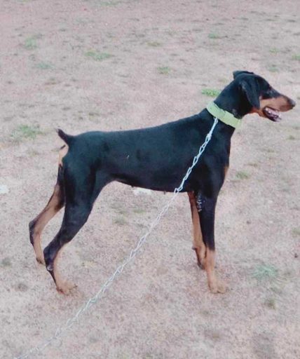 Doberman Dogs For Mating In Sivaganga