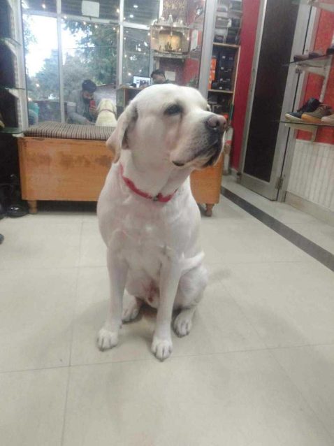 Labrador Retriever Dogs For Mating In Guwahati