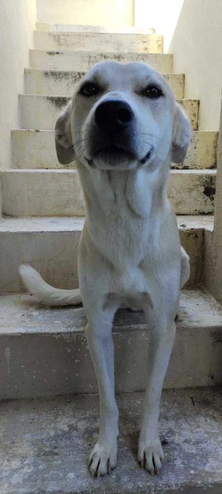 Labrador Retriever Dogs For Mating In Dehradun