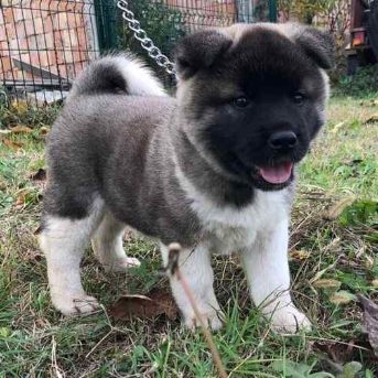 Akita Puppies for Sale Prices in India Mr n Mrs Pet