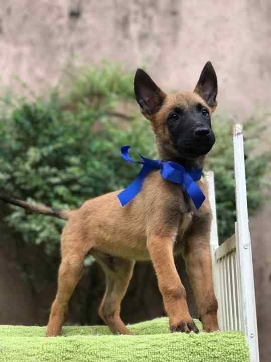 Getting a Belgian Malinois