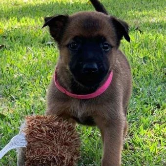 Belgian Malinois For Sale In Hyderabad
