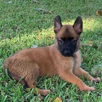 Belgian Malinois For Sale In Hyderabad