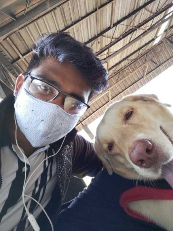 Labrador Retriever Dogs For Mating In Patna