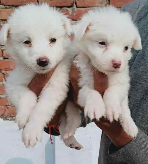 Pomeranian For Sale In Nanded