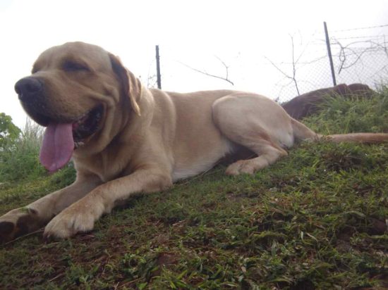 Labrador Retriever Dogs For Mating In Pune