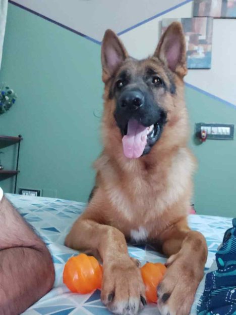 German Shepherd Dogs For Mating In Noida