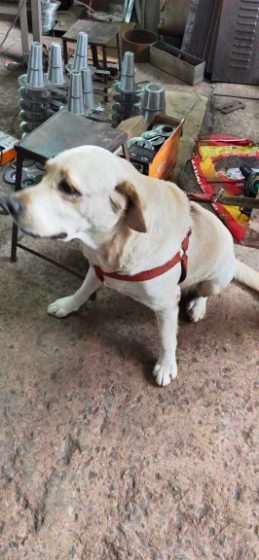 Labrador Retriever Dogs For Mating In Vizag