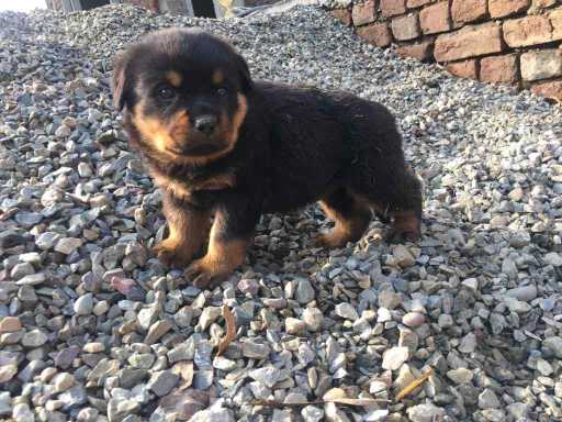 Rottweiler For Sale In Jaipur
