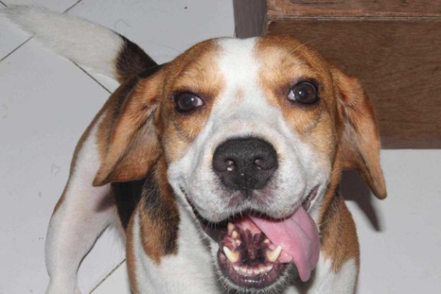 Beagle Dogs For Mating In Kochi