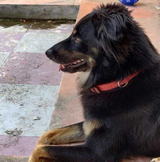 Indian Breed Dogs For Mating In Pune