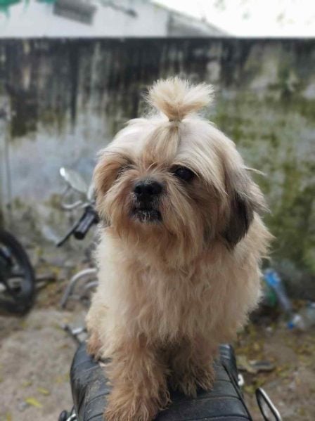 Shih Tzu Dogs For Mating In Hyderabad