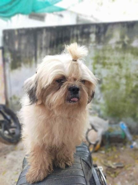 Shih Tzu Dogs For Mating In Hyderabad