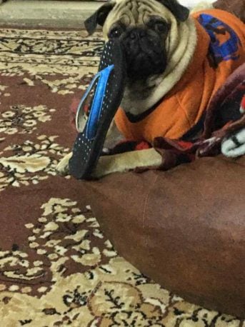 Pug Dogs For Mating In Hyderabad