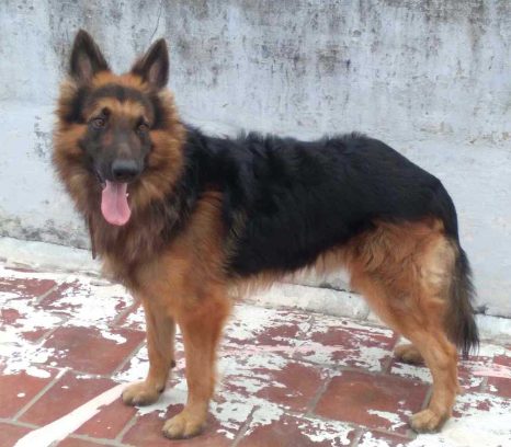 German Shepherd Dogs For Mating In Kanyakumari