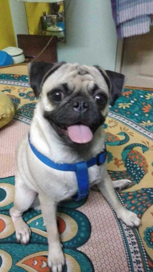 Pug Dogs For Mating In Hyderabad