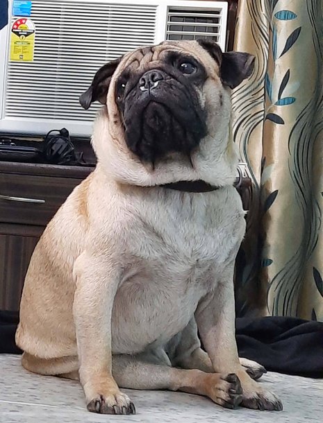 Pug Dogs For Mating In Chennai
