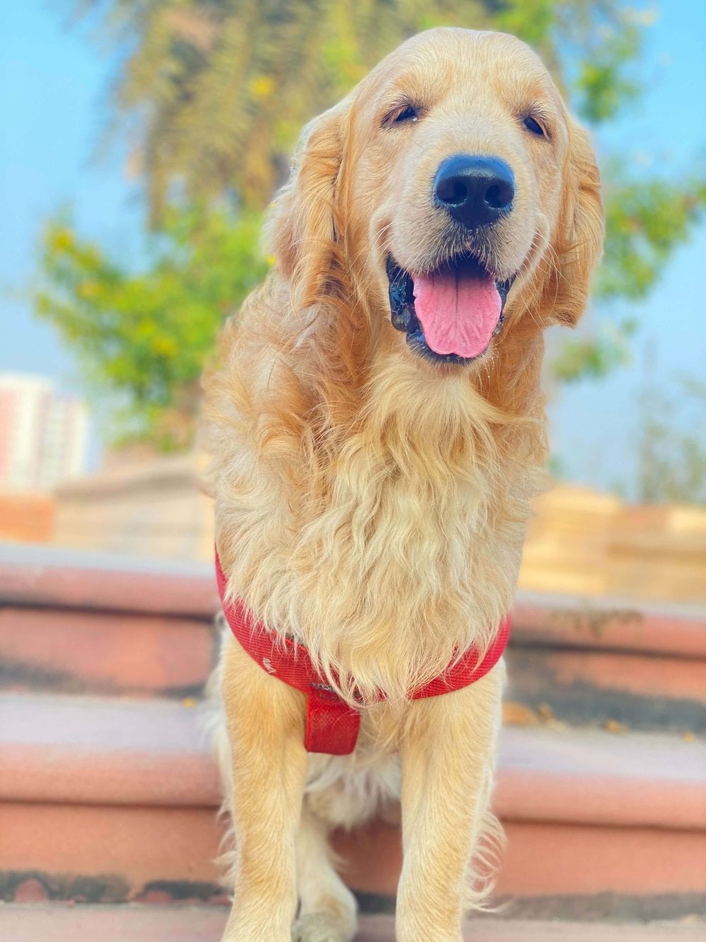 Golden Retriever Dogs For  Mating In Mandi HP