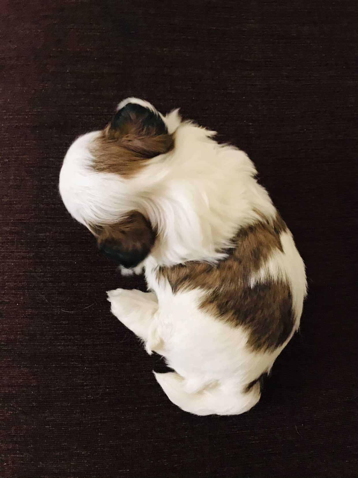 Shih Tzu For Sale In Jaipur