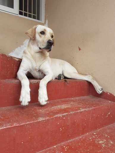 Labrador Retriever Dogs For Mating In Jaipur