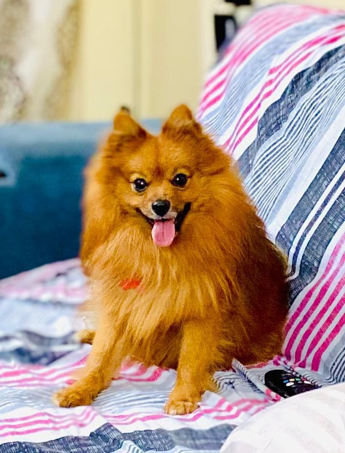 Pomeranian Dogs For Mating In Bangalore