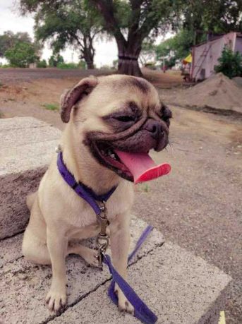 Pug Dogs For Mating In Chennai