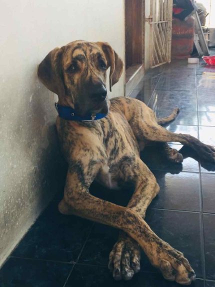 Great Dane Dogs For Mating In Chennai