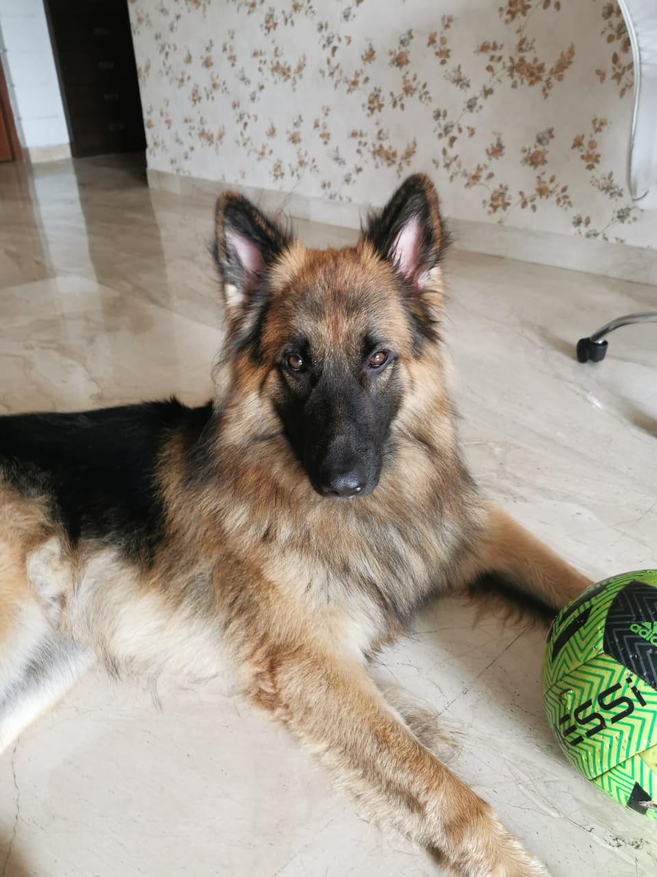 German Shepherd Dogs For Mating In Sikar