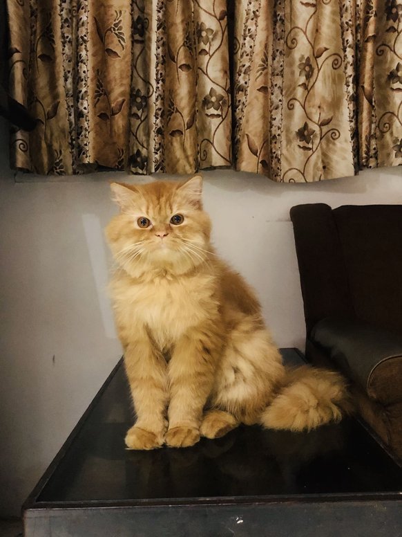 Persian Cats for Mating Charges in Pune Mr n Mrs Pet